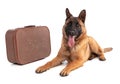 Young Belgian Shepherd dog Malinois with suitcase Royalty Free Stock Photo