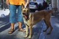 Young Belgian Shepherd with It's Owner and Carrying Ball Royalty Free Stock Photo