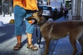 Young Belgian Shepherd with It's Owner and Carrying Ball Royalty Free Stock Photo