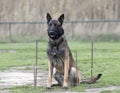 training of belgian shepherd