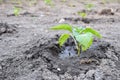 Young bell pepper plant growing on dry soil Royalty Free Stock Photo