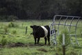 Young Belted Galloway next to feeder in lush field Royalty Free Stock Photo