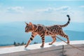 Young bengal cat on a leash Royalty Free Stock Photo