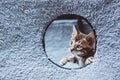Young Bengal cat looking out from the whole Royalty Free Stock Photo
