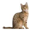 Young Bengal cat, 7 months old, sitting in front of white background