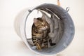 Young bengal cat playing in a tunnel