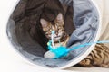 Young bengal cat playing in a tunnel