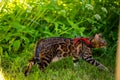 A young Bengal cat on a red leash walks on a green lawn on a sunny day in Jurmala, Latvia. The cat is one year old, brown and gold