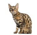 Young Bengal cat sitting (5 months old), isolated Royalty Free Stock Photo