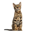 Young Bengal cat sitting (5 months old), isolated