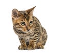 Young Bengal cat sitting (5 months old), isolated Royalty Free Stock Photo