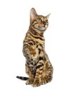 Young Bengal cat sitting (5 months old), isolated Royalty Free Stock Photo