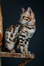 Young Bengal Cat Studio Portrait