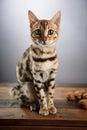 Young Bengal Cat Studio Portrait