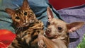 Young bengal cat and toy terrier dog together in bed. Cat and dog looking at the camera. Friendship concept Royalty Free Stock Photo