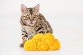 Young bengal cat with yellow flowers Royalty Free Stock Photo
