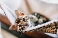 Young Bengal kitten resting on cat tree at home