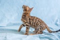 Young Bengal kitten stands on a blue background and looks high up