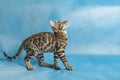 Young bengal kitten stands sideways to the camera, looks up and prepares to jump