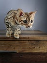 Young Bengal Kitten Studio Portrait Royalty Free Stock Photo