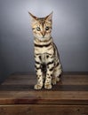 Young Bengal Kitten Studio Portrait Royalty Free Stock Photo