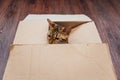 Young bengal kitty cat sitting inside of brown paper box Royalty Free Stock Photo