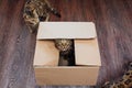 Young bengal kitty cat sitting inside of brown paper box Royalty Free Stock Photo