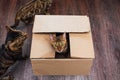 Young bengal kitty cat sitting inside of brown paper box Royalty Free Stock Photo