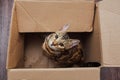 Young bengal kitty cat sitting inside of brown paper box Royalty Free Stock Photo