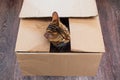 Young bengal kitty cat sitting inside of brown paper box Royalty Free Stock Photo