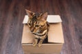 Young bengal kitty cat sitting inside of brown paper box Royalty Free Stock Photo