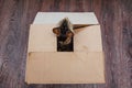 Young bengal kitty cat sitting inside of brown paper box Royalty Free Stock Photo