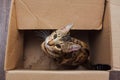 Young bengal kitty cat sitting inside of brown paper box Royalty Free Stock Photo