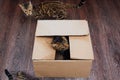 Young bengal kitty cat sitting inside of brown paper box Royalty Free Stock Photo