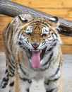 A young Bengal tigress growls furiously. A beautiful wild animal Royalty Free Stock Photo