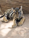 Young Bengali tiger on a chain in Tiger Temple Royalty Free Stock Photo