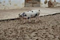 Young Bentheim black pied pig walking in the sand