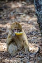 Young berber monkey eating discarded piece of honey melon in cedar forest, Middle Atlas mountains, Morocco, North Africa