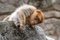 A young berber monkey is lying on a stone