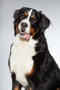 Young berner sennen dog. Royalty Free Stock Photo