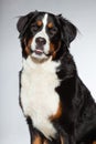 Young berner sennen dog. Royalty Free Stock Photo