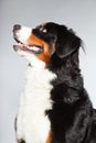 Young berner sennen dog. Royalty Free Stock Photo