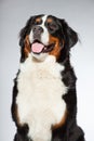 Young berner sennen dog. Royalty Free Stock Photo