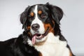 Young berner sennen dog. Royalty Free Stock Photo