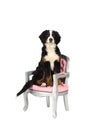 Young Berner Sennen Mountain dog sitting in a pink baroque chair isolated on a white background Royalty Free Stock Photo