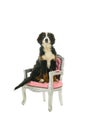 Young Berner Sennen Mountain dog sitting in a pink baroque chair isolated on a white background Royalty Free Stock Photo