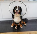 Young Bernese Mountain Dog wearing cone of shame sitting in the kitchen Royalty Free Stock Photo