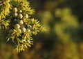 Young berries of common juniper