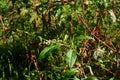 Young Berries on Poke Weed