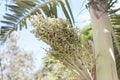 Young betel palm fruit or betel nut on tree on blue sky background. Royalty Free Stock Photo